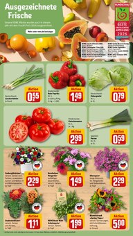 Blumen im REWE Prospekt "Dein Markt" mit 28 Seiten (Jena)