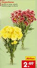 Chrysanthemen im Angebot bei Netto Marken-Discount in Ludwigshafen Chrysanthemen Angebote bei Netto Marken-Discount Ludwigshafen für 2,49 €