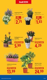 Offre Plante Vivace dans le catalogue Lidl du moment à la page 29