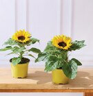 Tournesol à Super U dans Louveciennes