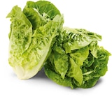 Aktuelle Salat Angebote bei Netto Marken-Discount in Duisburg Aktuelles Mini-Romansalat Angebot bei Netto Marken-Discount in Duisburg ab 0,65 €