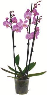 ORCHIDÉE 3 BRANCHES - Aldi à Reims ORCHIDÉE 3 BRANCHES en promo chez Aldi Reims à 12,99 €