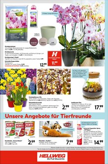 Zimmerpflanzen im Hellweg Prospekt "Robust und vielseitig" mit 16 Seiten (Essen)