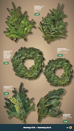 Koniferen Angebote im Prospekt "Günstig. Besser. Für Dich." von Netto mit dem Scottie auf Seite 7