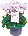 Duft-Cyclamen „Absolu de Morel Parfum“ bei Netto mit dem Scottie im Eberswalde Prospekt für 2,99 €