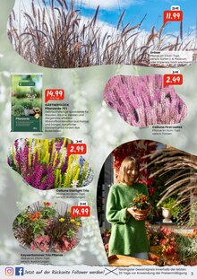 Gartenerde im aktuellen Raiffeisen Rhein-Ahr-Eifel Handelsgesellschaft mbH Prospekt (Bonn) Gartenerde im Raiffeisen Rhein-Ahr-Eifel Handelsgesellschaft mbH Prospekt "Mit uns wird dein Herbst bunt!" mit 8 Seiten (Bonn)