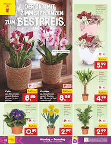 Orchidee im Netto Marken-Discount Prospekt "Aktuelle Angebote" mit 57 Seiten (München)