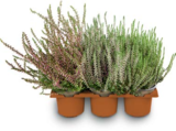Aktuelle Pflanzen Angebote bei Netto Marken-Discount in Paderborn Aktuelles Besenheide Angebot bei Netto Marken-Discount in Paderborn ab 7,99 €