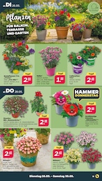 Beetpflanzen Angebot & Preis im aktuellen Netto mit dem Scottie Prospekt Beetpflanzen Angebot im aktuellen Netto mit dem Scottie Prospekt auf Seite 19