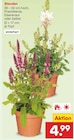 Aktuelle Blumen Angebote bei Netto Marken-Discount in Mainz Aktuelles Stauden Angebot bei Netto Marken-Discount in Mainz ab 4,99 €