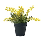 Mimosa pot noir dans le catalogue B&M