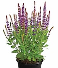 Gartensalbei im Angebot bei Dehner Garten-Center in Mönchengladbach Gartensalbei Angebote bei Dehner Garten-Center Mönchengladbach für 7,99 €