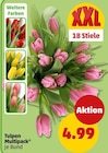 Tulpen Multipack für 4,99 € bei Penny im Angebot Tulpen Multipack im aktuellen Penny Prospekt