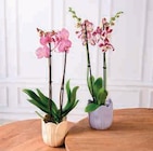 Orchidée 2 Tiges - OMA dans le catalogue U Express