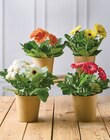 Gerberas - Super U à Nice Gerberas en promo chez Super U Nice à 3,99 €