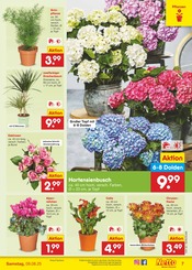 Pflanzen im Netto Marken-Discount Prospekt in Ahaus Aktueller Netto Marken-Discount Prospekt mit Pflanzen, "Aktuelle Angebote", Seite 9