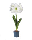 Amaryllis im Angebot bei Lidl in Hamm Amaryllis Angebote bei Lidl Hamm für 2,99 €