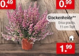 Glockenheide im aktuellen Zimmermann Prospekt
