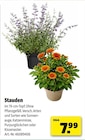 Stauden Angebote bei Hagebaumarkt Mülheim für 7,99 €