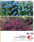 Hortensia - Hyper U à Reims Hortensia en promo chez Hyper U Reims à 4,99 €