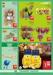 Blumen im Marktkauf Prospekt in Leipzig Aktueller Marktkauf Prospekt mit Blumen, "AUSWAHL RIESIG, PREISE NIEDRIG", Seite 9