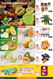 Dekoration im GLOBUS Prospekt in Homburg Aktueller GLOBUS Prospekt mit Dekoration, "Aktuelle Angebote", Seite 10