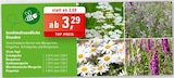 Schafgarbe Angebote bei ZG Raiffeisen Pforzheim für 3,29 €