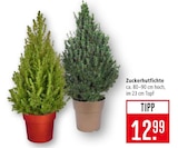 Aktuelle Zucker Angebote bei Marktkauf in Heilbronn Aktuelles Zuckerhutfichte Angebot bei Marktkauf in Heilbronn ab 12,99 €