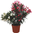 Laurier rose tricolore (Nerium Oleander) en promo chez Cora Antony à 15,99 €
