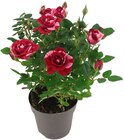 Topfrose  im aktuellen Penny Prospekt für 2,79 €