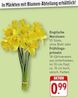 Englische Narzissen oder Frühlings-primeln bei EDEKA im Gengenbach Prospekt für 0,99 €