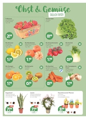 Aktueller V-Markt Prospekt mit Champignons, "V-Markt einfach besser einkaufen", Seite 4