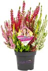 Aktuelles Knospenheide Beauty Ladies High Five Angebot bei REWE in Potsdam ab 4,99 €