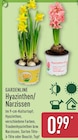 Hyazinthen von Gardenline für 0,99 € bei ALDI Nord im Angebot Hyazinthen von Gardenline im aktuellen ALDI Nord Prospekt