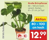 Große Grünpflanze im Angebot bei Netto Marken-Discount in Mülheim Große Grünpflanze Angebote bei Netto Marken-Discount Mülheim für 12,99 €