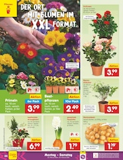 Blumenzwiebeln im Netto Marken-Discount Prospekt in Schwerin Aktueller Netto Marken-Discount Prospekt mit Blumenzwiebeln, "Aktuelle Angebote", Seite 34