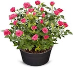 große Rosenschale im Angebot bei Netto Marken-Discount in Fellbach große Rosenschale Angebote bei Netto Marken-Discount Fellbach für 5,99 €