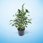 Ficus pot 14 cm à 6,49 € dans le catalogue Netto