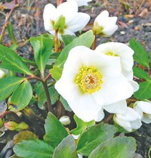 Christrose bei Thomas Philipps in Saarlouis Christrose im Angebot bei Thomas Philipps Saarlouis für 3,33 €