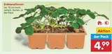 Erdbeerpflanzen von  im aktuellen Netto Marken-Discount Prospekt für 4,99 €