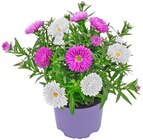 Aster »Duo« im Angebot bei REWE in Bünde Aster »Duo« Angebote bei REWE Bünde für 1,99 €