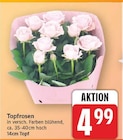 Topfrosen im aktuellen E center Prospekt