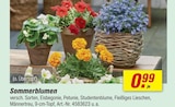 Sommerblumen Angebote bei toom Baumarkt Altenburg für 0,99 €