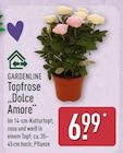 Topfrose Dolce Amore von Gardenline im aktuellen ALDI Nord Prospekt