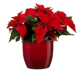 Poinsettia à Carrefour dans Lons-le-Saunier