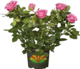 Freiland-Rosen für 12,99 € bei Globus-Baumarkt im Angebot Freiland-Rosen im aktuellen Globus-Baumarkt Prospekt