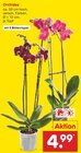 Orchidee bei Netto Marken-Discount im Dieblich Prospekt für 4,99 €