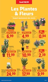 Plantes Angebote im Prospekt "Offres Flash !" von Lidl Plantes Angebote im Prospekt "Offres Flash !" von Lidl auf Seite 33