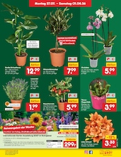 Ähnliche Saatgut Angebote im Prospekt "Aktuelle Angebote" von Netto Marken-Discount in Görlitz Ähnliche Angebote wie Saatgut im Prospekt "Aktuelle Angebote" auf Seite 64 von Netto Marken-Discount in Görlitz