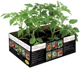 Barquette de tomates anciennes en promo chez Lidl Créteil à 3,99 €